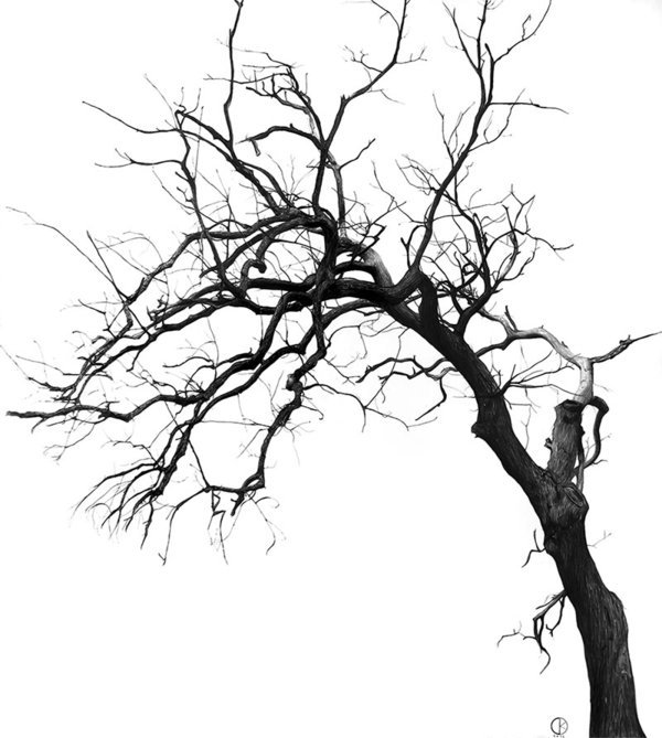 diego fazio hyper real pencil sketch tree
